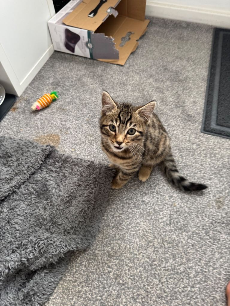 Half Bengal Half Tabby 