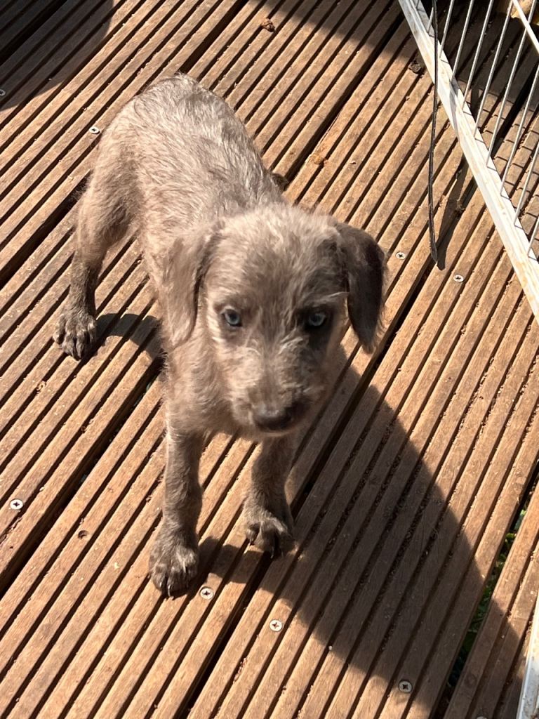 Bedlington Whippet Puppies