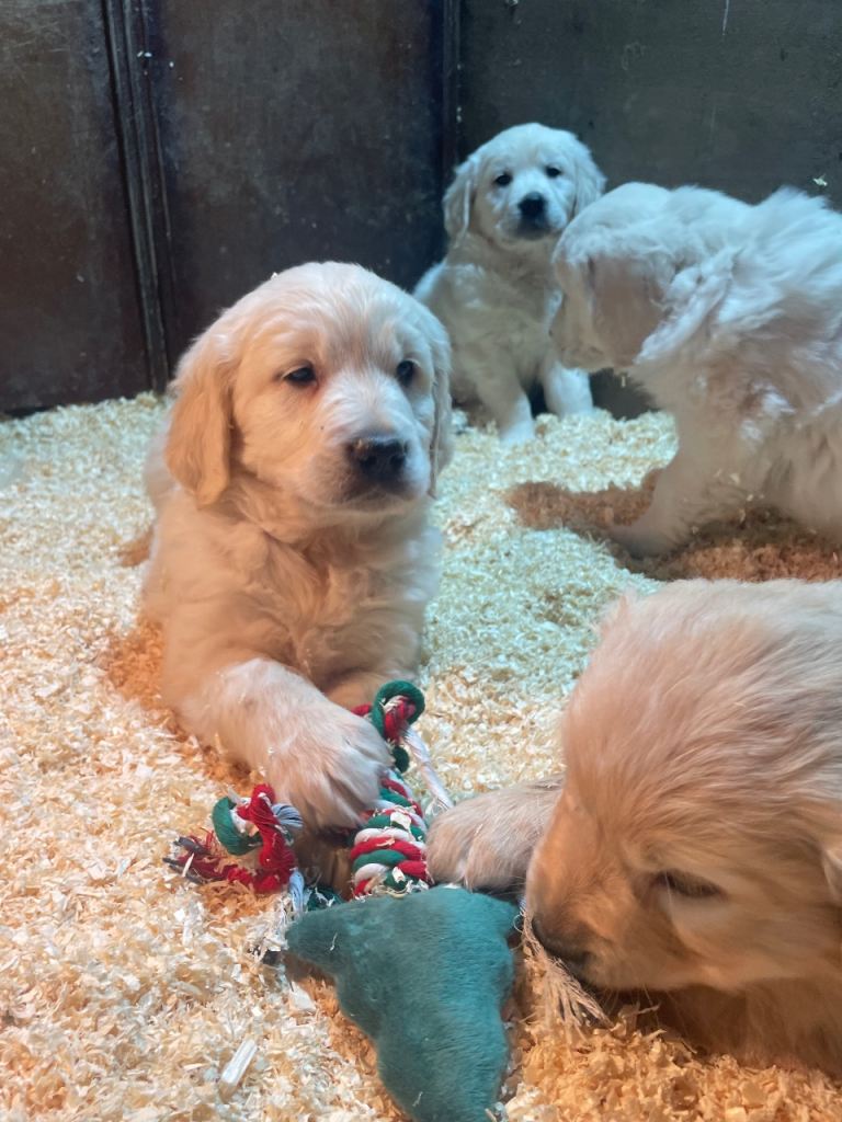 Golden retriever pups 