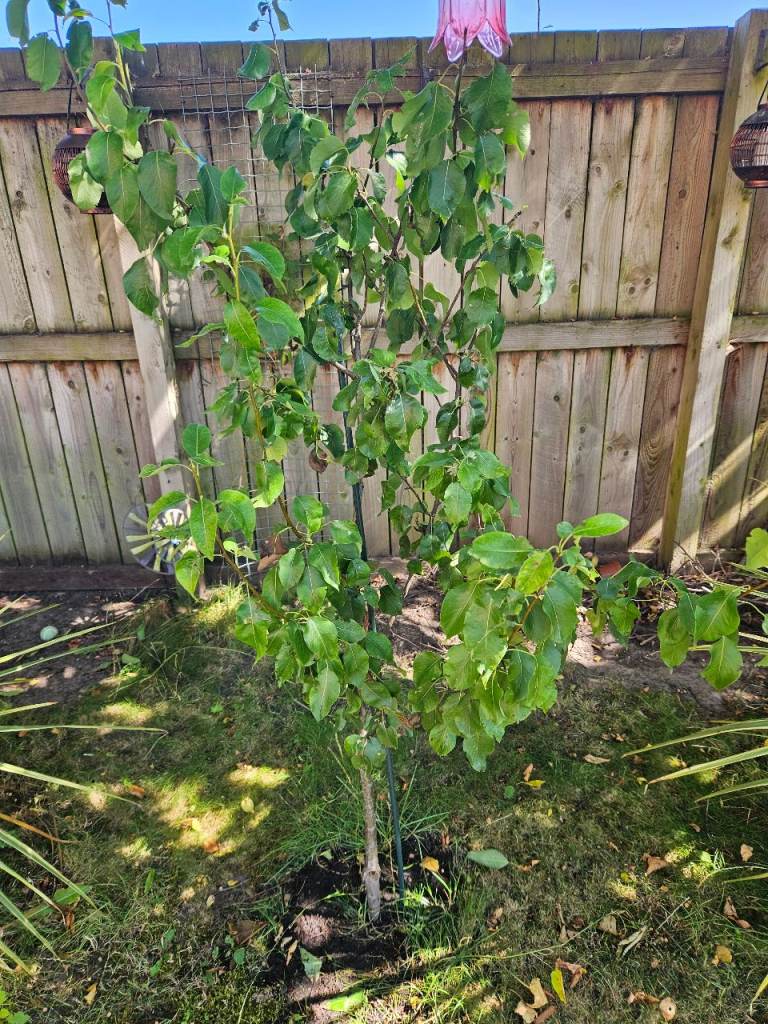 Healthy Pear Tree – Producing Fruit, Ready for New Garden