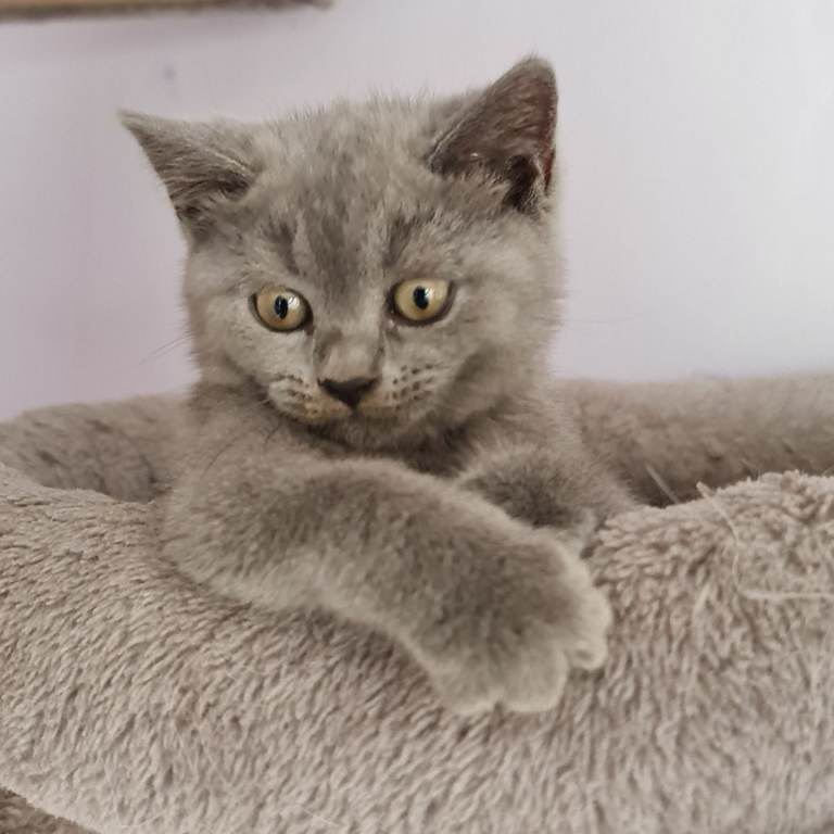 British shorthair 