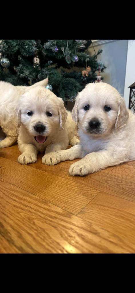 IKC retriever pups 