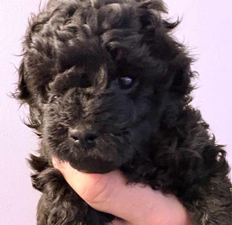 Mini Poodle x Jack Russell (3/4 Poodle) Puppies – Ready Soon