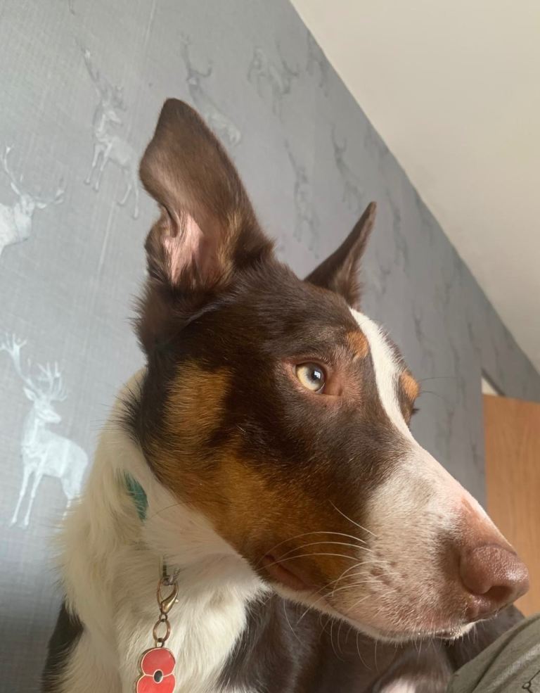 Red and white border collie 3yr 