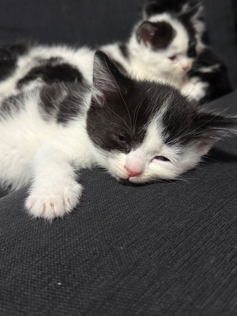 KITTENS AVAILABLE VERY PLAYFUL CUTE