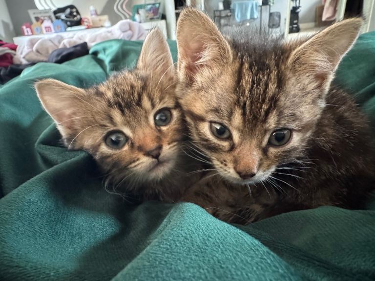 Kittens ready for their forever home