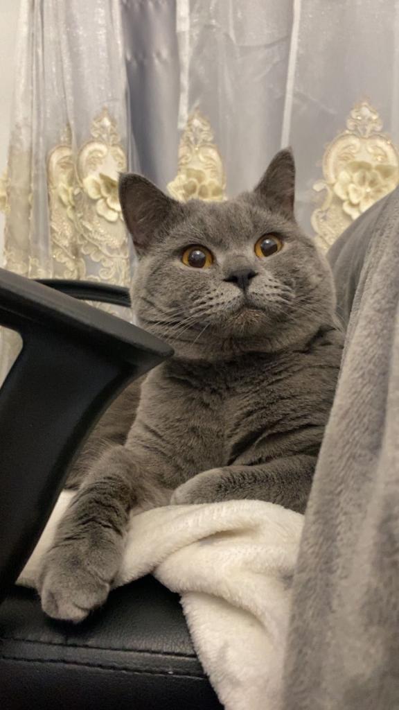 British shorthair for sale