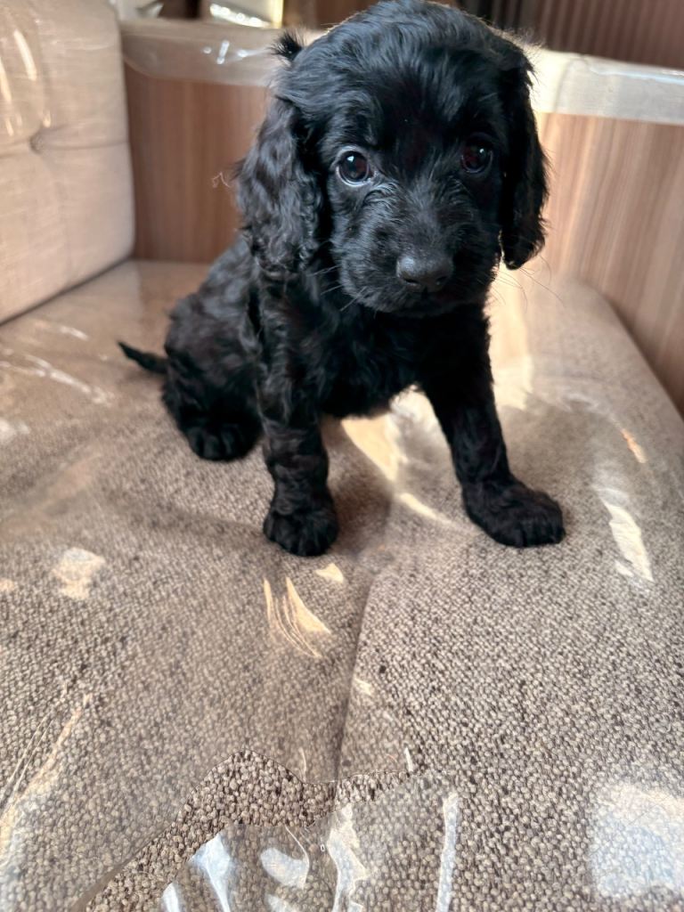 Beautiful F1 Cockapoo Puppies