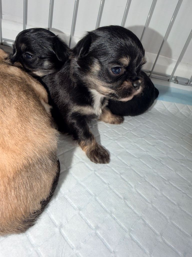 Tiny malchi puppies 