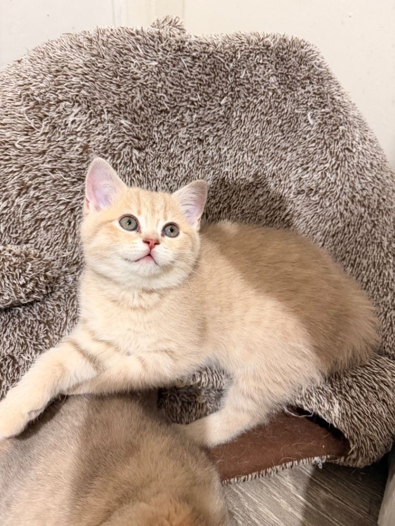 🐾 Only one purebred British Shorthair female left 🐾🩷 Girl 🏡❤️