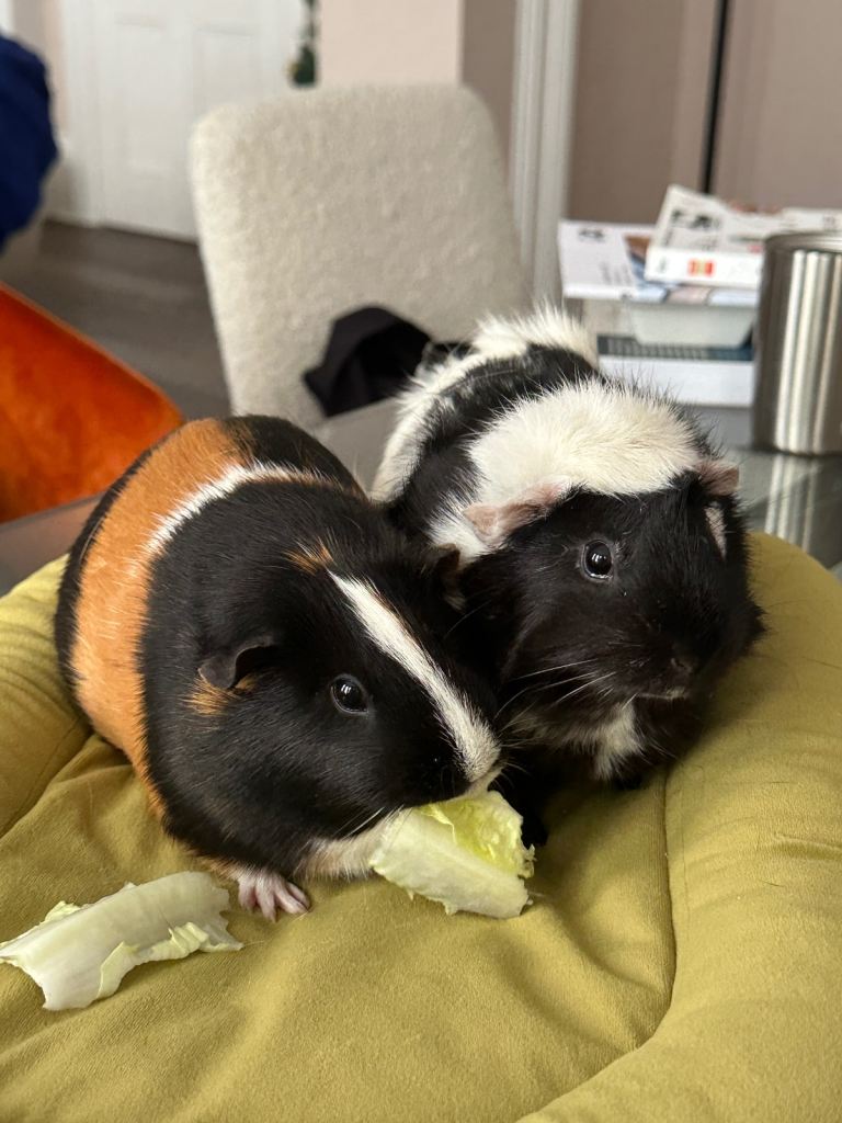 Loving & Friendly Female Guinea Pigs (two) + Brand New Cage & Supplies