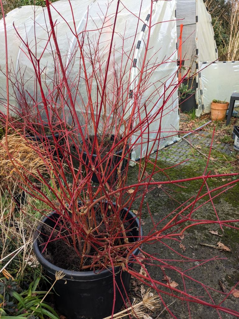 XXL Red Dogwood Plants Ready To Go !! Other plants listed below to see