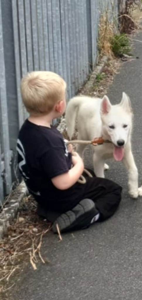 White female Husky Pup. Fully vaccinated!
