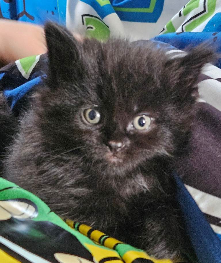 Beautiful black fluffy kittens
