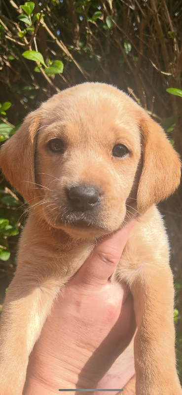 Beautiful Labrador Puppies