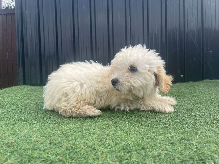 Adorable goldendoodle Puppies Ready for Their Forever Homes