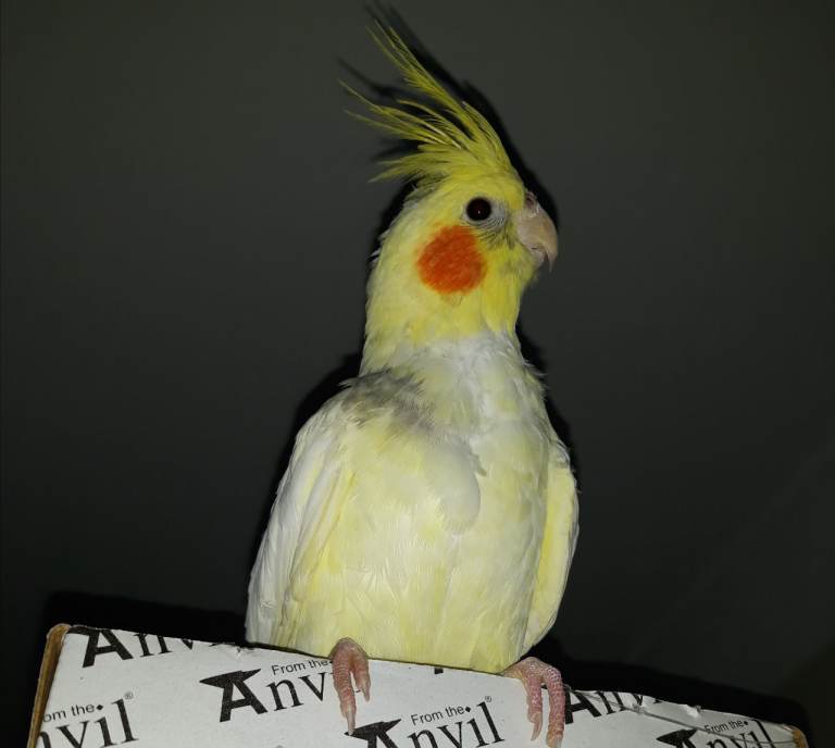 Cockatiel