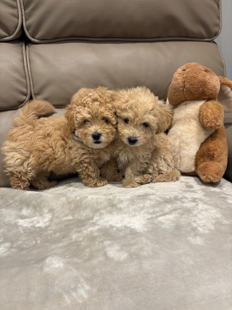 F1 maltipoo ready for the New home 