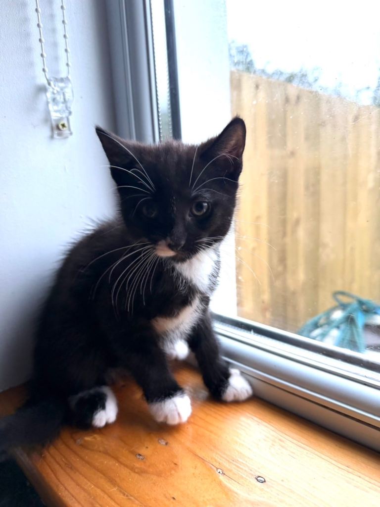Kittens ready for adoption!