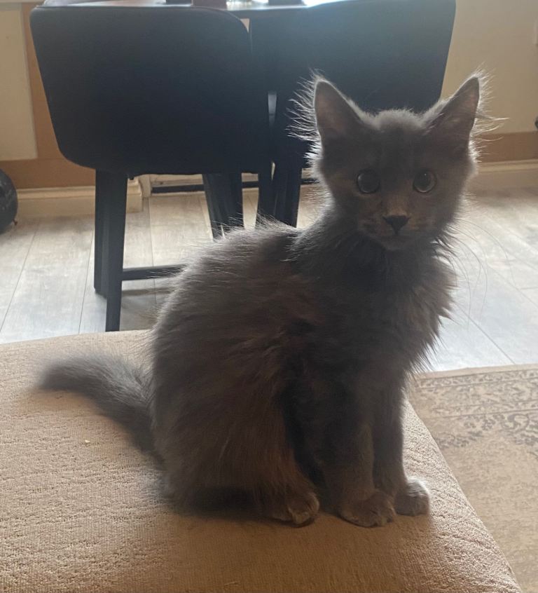 Grey kitten