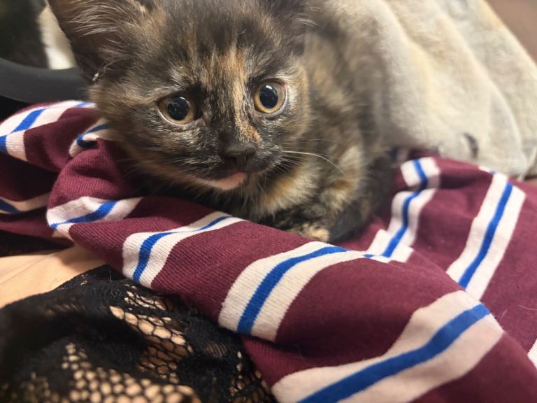 Cross british shorthair kittens x5