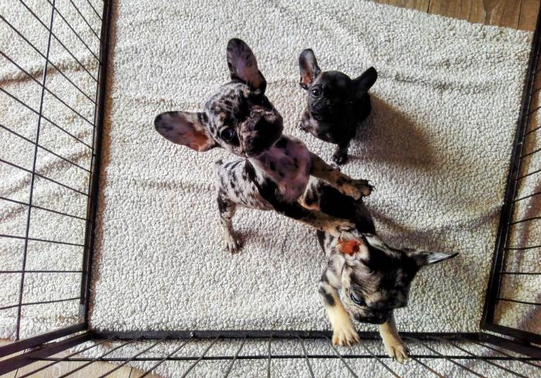 French bulldog pups mixed litter