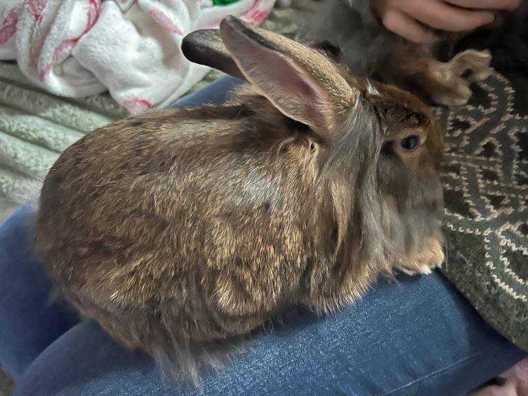 Baby Rabbits Available now DM 