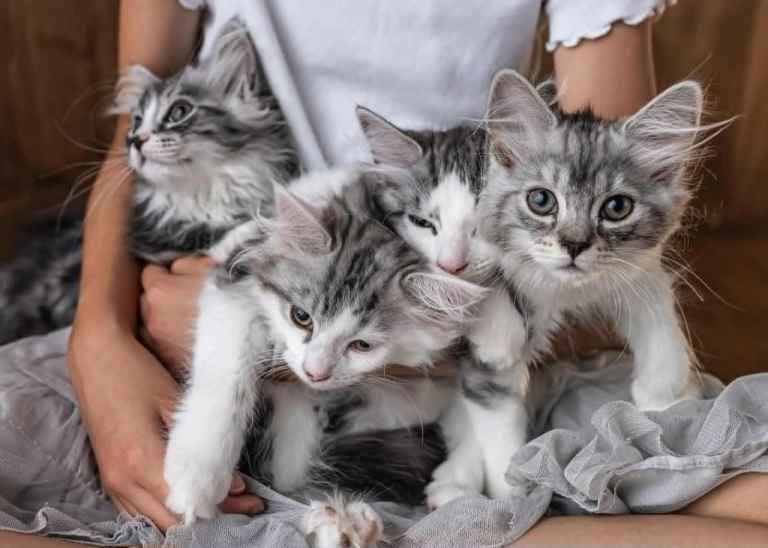 Mixed Race Norwigen Forest Kittens