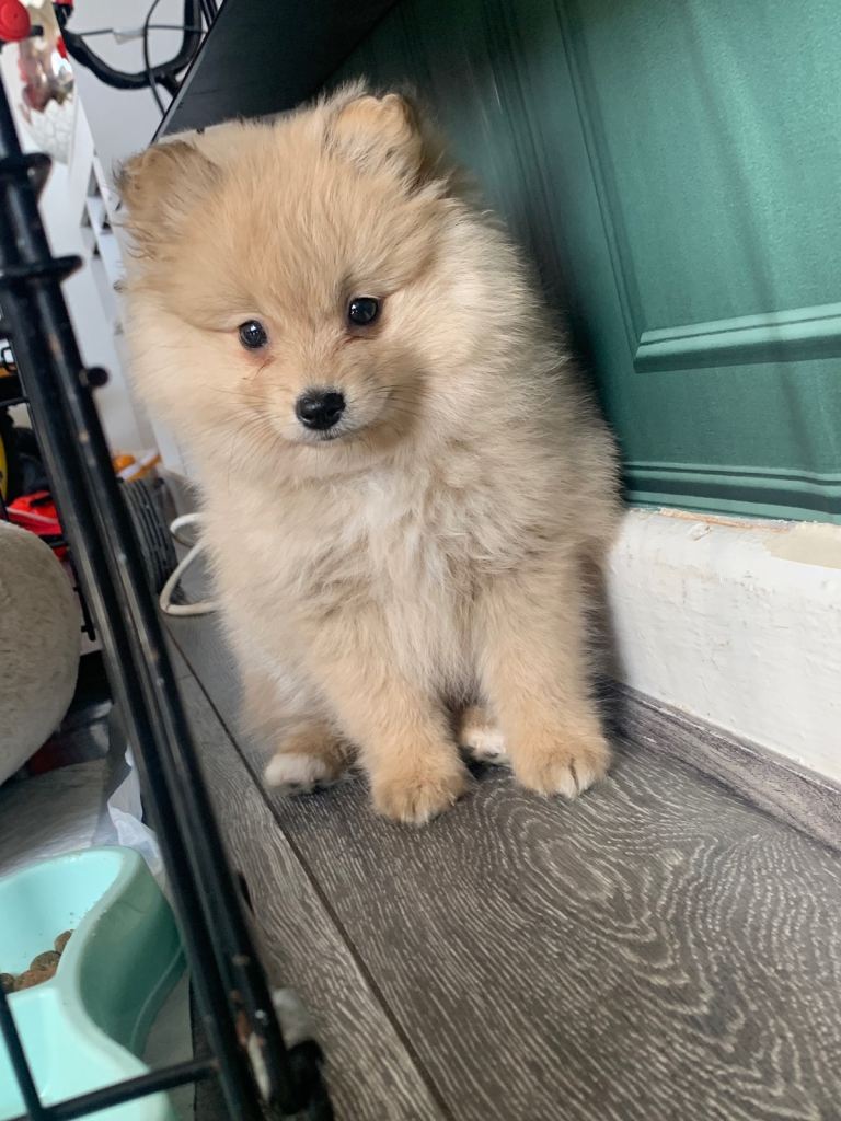 Pomeranian 
