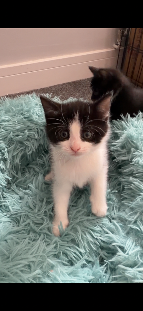 Rehoming kittens 3 boys 