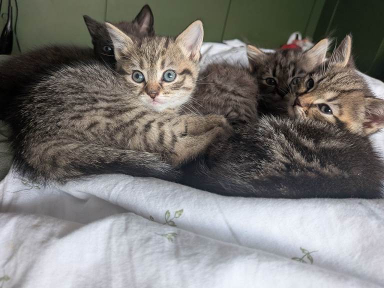 1 left Adorable little kittens ready to go 
