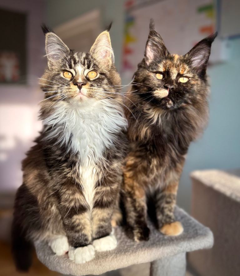 Registered Maine Coon Kittens – Home Raised – Neutered & Vaccinated