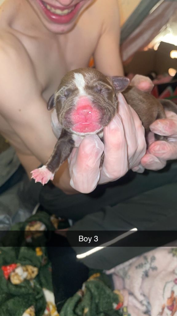 American bully x American bulldog