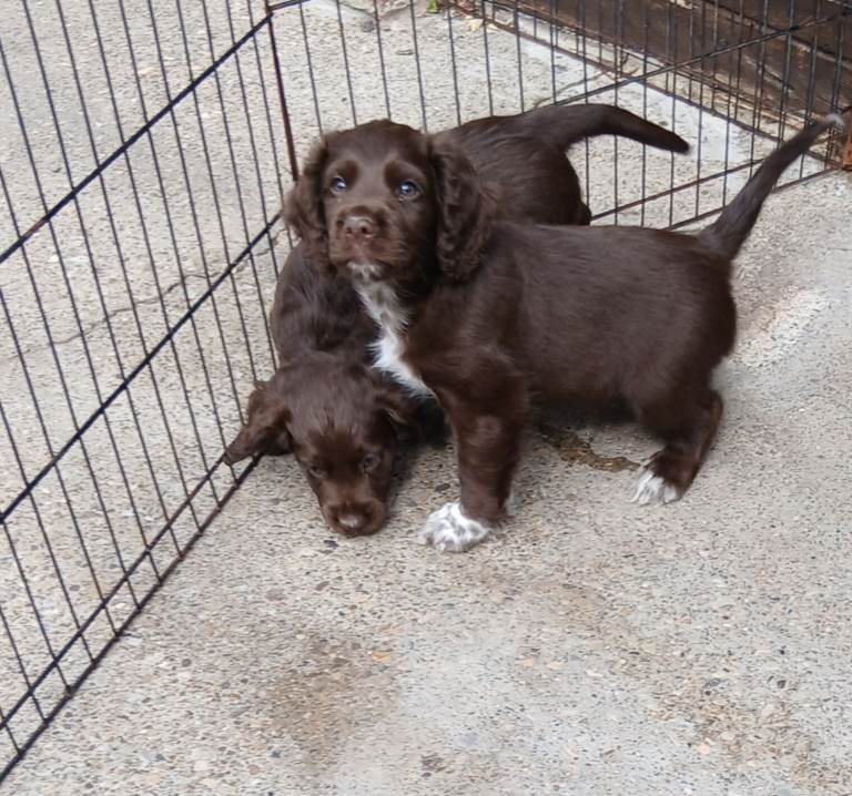 Cocker spaniels 