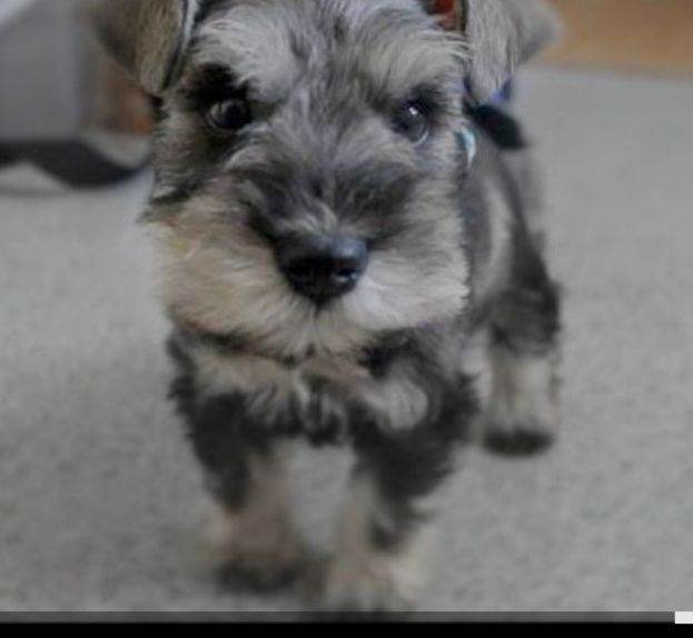 Schnauzer puppies 