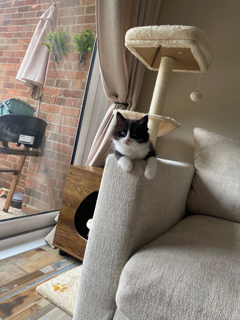 vet checked and microchipped male kittens for sale 