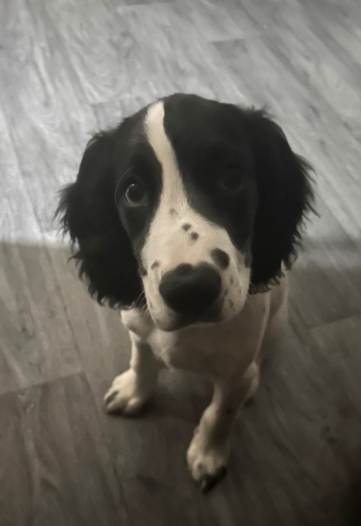Sprocker Spaniel 