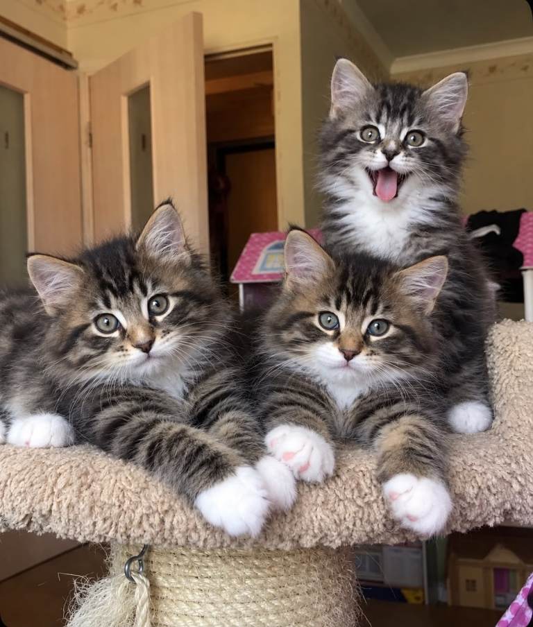 Longhaired & Shorthaired Check Decsription!!