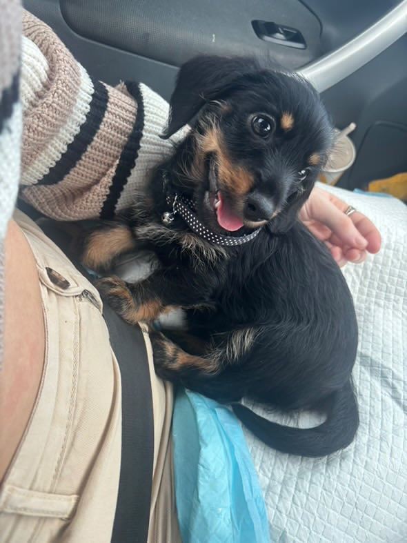 12 week old dachshund x Chinese crest puppy 