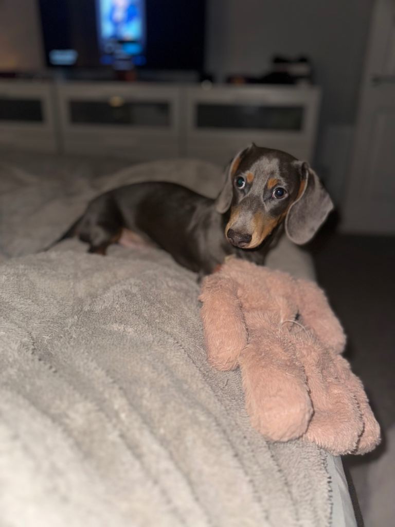 Miniature dachshund 