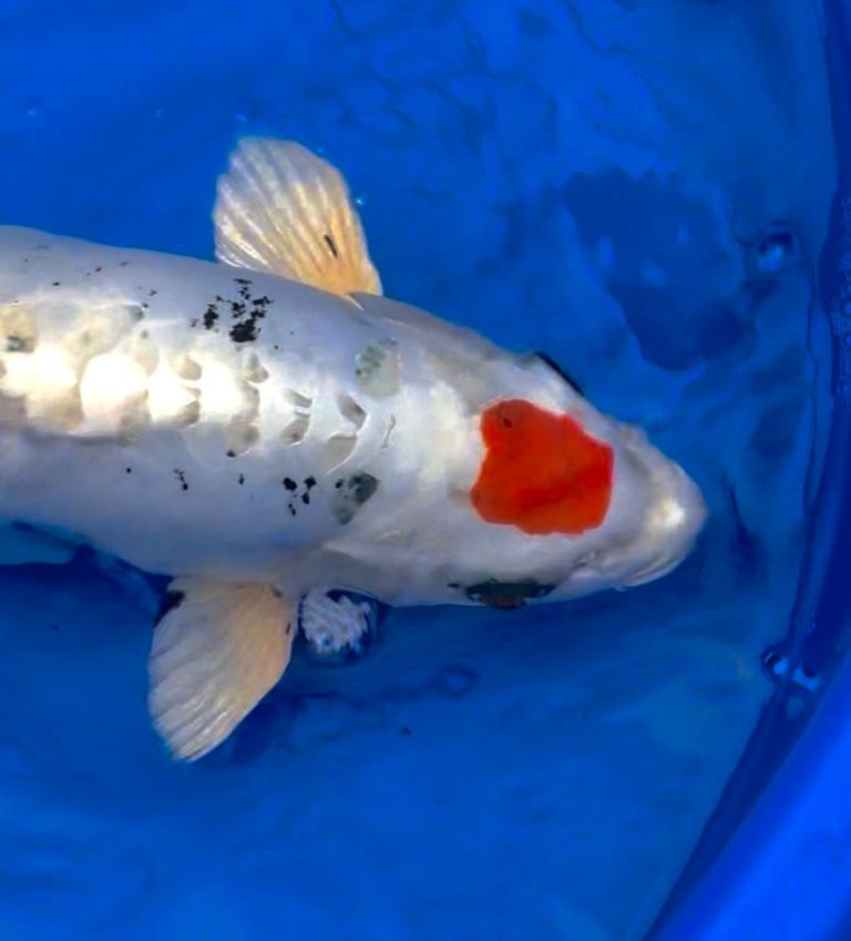 Selection of high quality koi