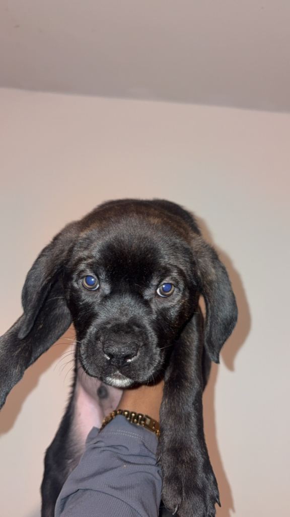 Lovely presa canario puppy’s 