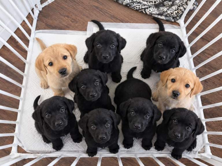 Labrador Puppies