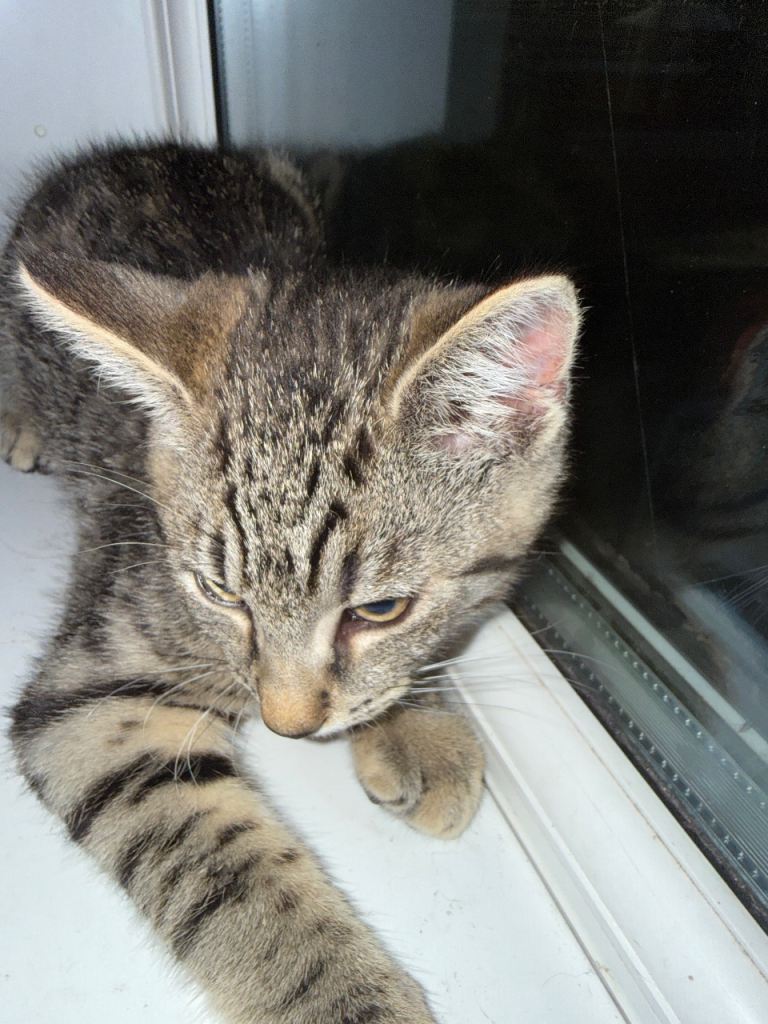 Cat 