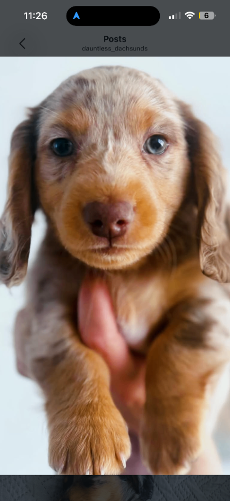 Kc reg stunning mini long haired Daschunds 