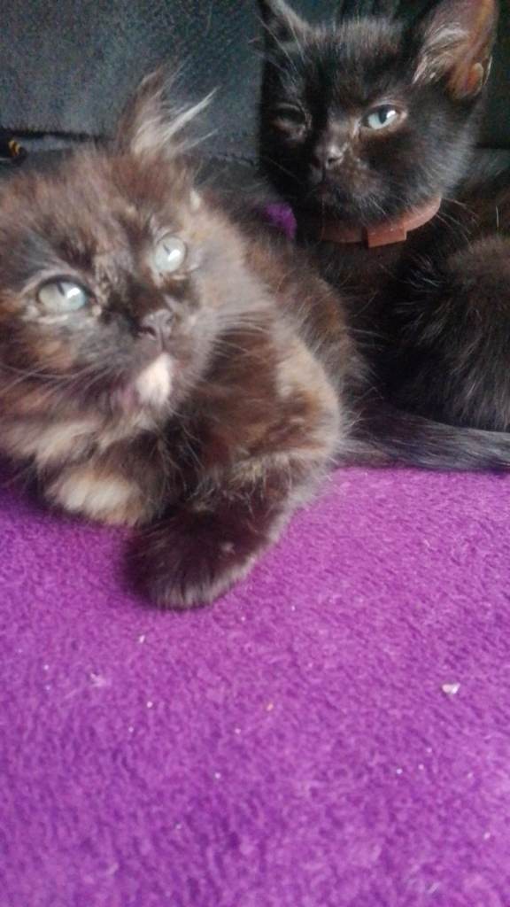 Beautiful fluffy kitten for sale