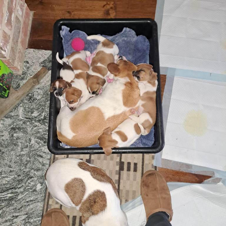Jack Russell Puppies.