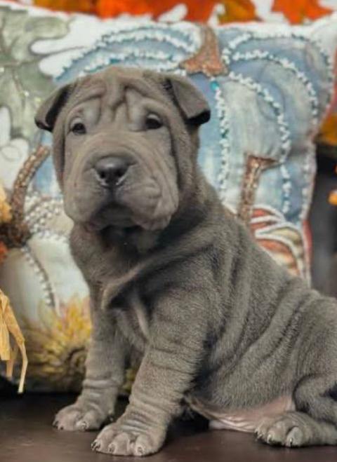 Sharpie girl puppy purebred 