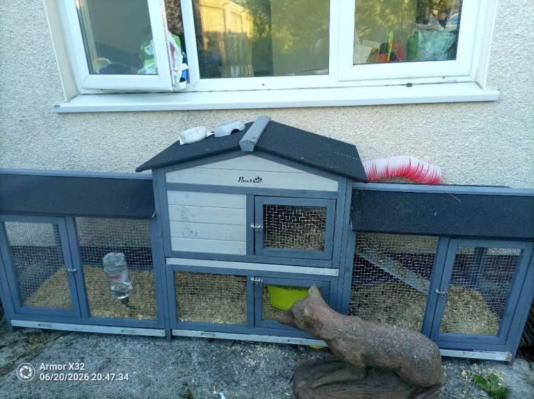 2 female guinea pig and extra large cage