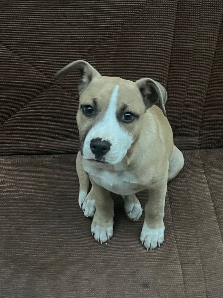 Staff puppy